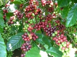 Xuất khẩu cà phê tháng 4 sụt mạnh